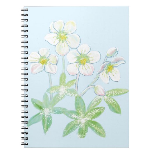 Carnet Rose de Noël, Helleborus niger (Devant)