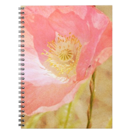 Carnet rose de pavot d'Islande (Devant)