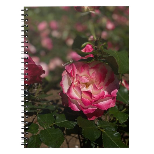Carnet Rose et Rose blanche (Devant)