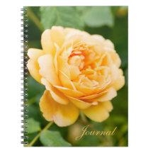 Rose jaune orange