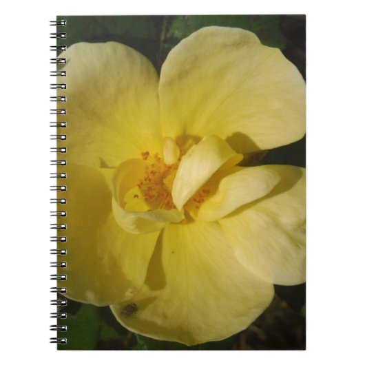 Carnet Rose jaune sauvage (Devant)