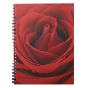 Carnet Rose rouge de floraison