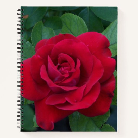Carnet Rose rouge proche (Devant)