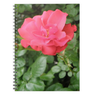Carnet Rose sauvage