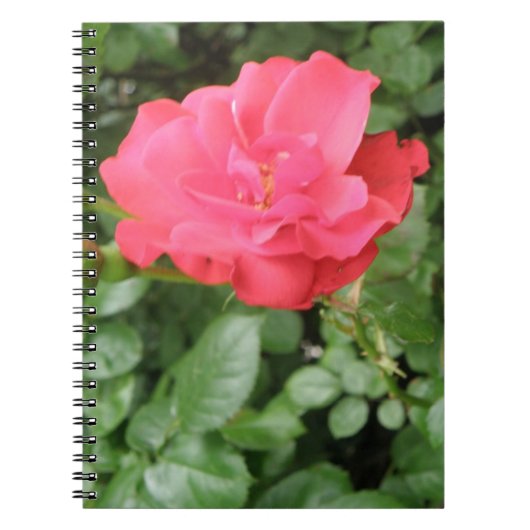 Carnet Rose sauvage (Devant)