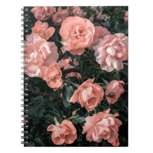 Carnet Roses rose pastel poussant dans le jardin en li do