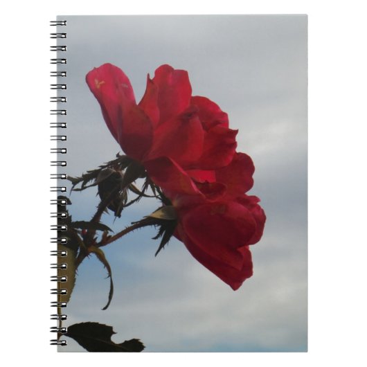 Carnet Roses rouges contre un ciel bleu vif (Devant)