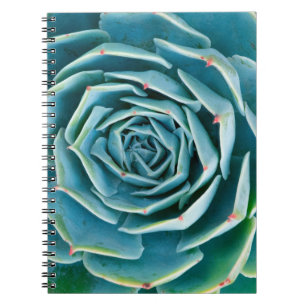 Carnet Rosette d'Echeveria, Jardin Secret de Marrakech