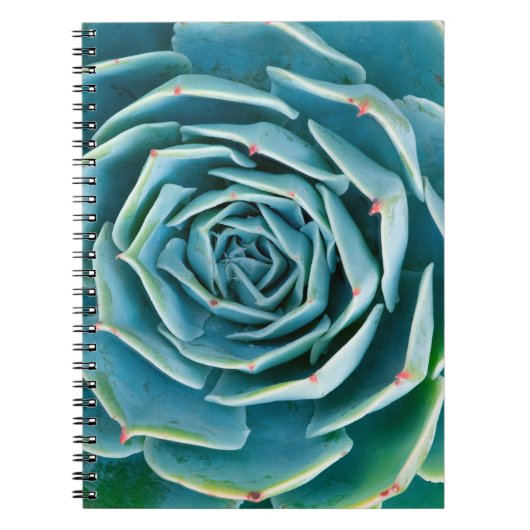 Carnet Rosette d'Echeveria, Jardin Secret de Marrakech (Devant)