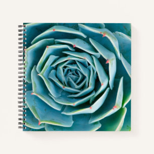 Carnet Rosette d'Echeveria, Jardin Secret de Marrakech