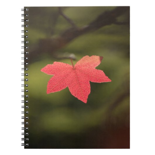 Carnet Rouge automne Maple Leaf Nature Photo (Devant)