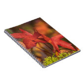 Carnet rouge de feuille d'automne (Côté Droit)