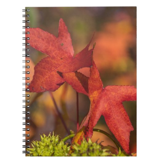Carnet rouge de feuille d'automne (Devant)