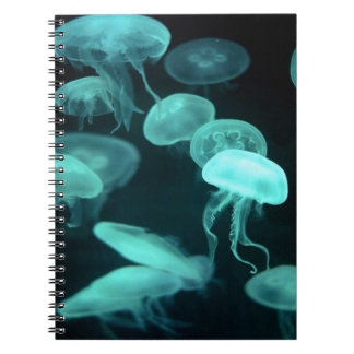 Carnet rougeoyer de méduses
