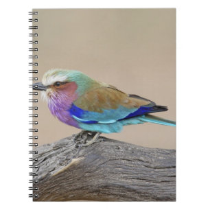 Carnet Rouleau de Lilas-breasted (caudata de Coracias)