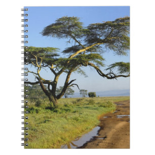 Carnet Route de terre primitive et acacia, lac Nakuru