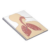 Carnet Route du Bronchoscope (Côté Droit)