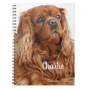 Carnet Ruby Cavalier King Charles Spaniel Chien