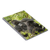 Carnet Rwanda, Parc national des Volcans (Côté Droit)