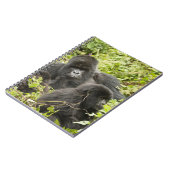 Carnet Rwanda, Parc national des Volcans (Côté gauche)