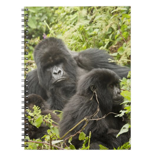 Carnet Rwanda, Parc national des Volcans (Devant)