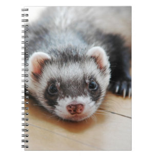 Carnet Sable Ferret