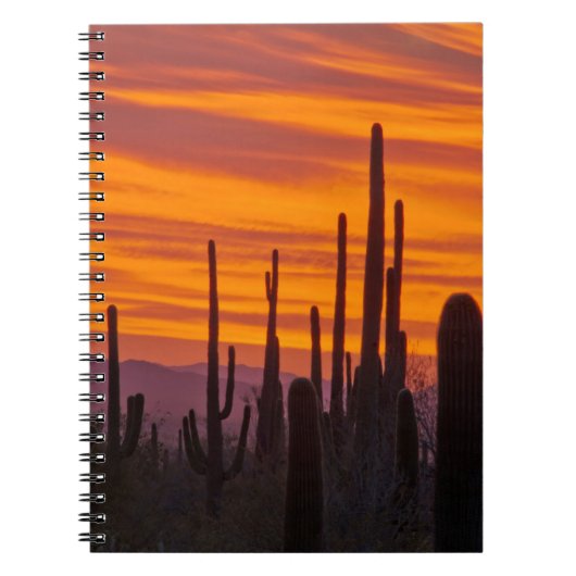 Carnet Saguaro, coucher du soleil, Parc national du Sagua (Devant)
