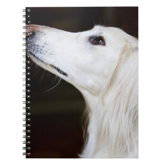 Carnet Saluki recherchant (Devant)