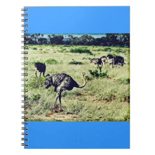 Carnet Samburu Ostriches