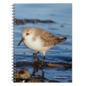 Carnet Sanderling errant (Devant)