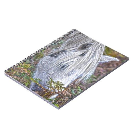 Carnet Saule blanc Nouvelle Forêt Pony Pacé sur le Bracke (Côté gauche)