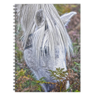 Carnet Saule blanc Nouvelle Forêt Pony Pacé sur le Bracke
