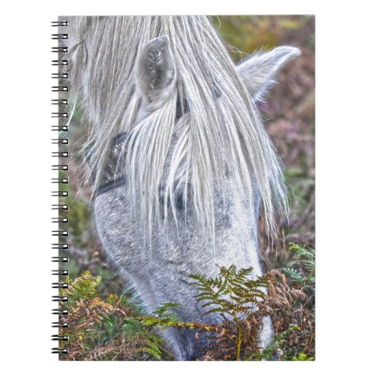Carnet Saule blanc Nouvelle Forêt Pony Pacé sur le Bracke (Devant)
