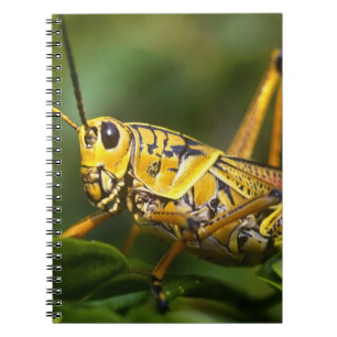 Carnet Sauterelle, Parc national des Everglades, Floride,
