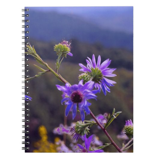 Carnet sauvage d'asters (Devant)