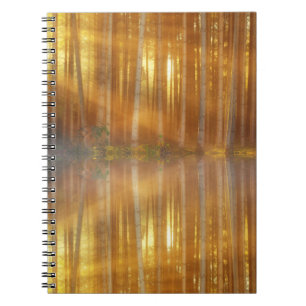 Carnet Scène de la forêt de Misty