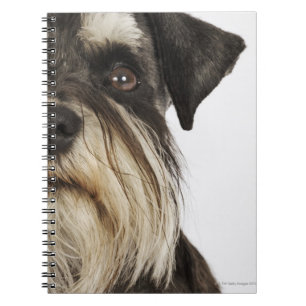 Carnet Schnauzer miniature, tir de studio, plan rapproch
