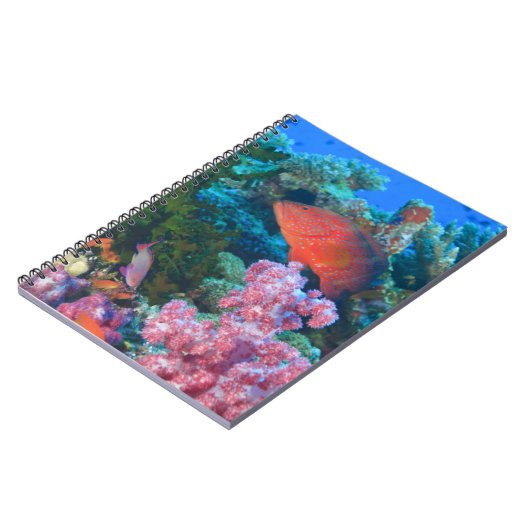 Carnet Scolarisation Pseudanthias (Côté gauche)
