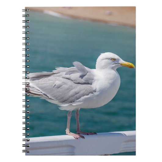 Carnet Seagull (Devant)