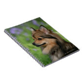 Carnet Séance de Headshot de Pomeranian (Côté Droit)