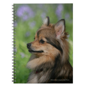 Carnet Séance de Headshot de Pomeranian