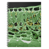 Carnet Section transversale de feuille (Devant)