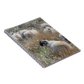 Carnet Semelles de vente en pelouse de coton dans le Nort (Côté Droit)