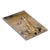 Carnet Sentinelles de suricates (Suricata Suricatta), Kar (Côté Droit)