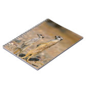 Carnet Sentinelles de suricates (Suricata Suricatta), Kar (Côté gauche)