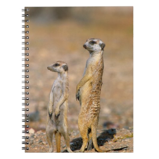 Carnet Sentinelles de suricates (Suricata Suricatta), Kar (Devant)