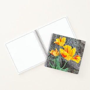 Carnet Séquence de trois tulipes jaunes / croquis