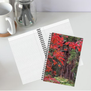 Carnet Séquoia géant et feuilles d'érable rouge