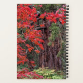 Carnet Séquoia géant et feuilles d'érable rouge (Verso)