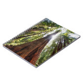 Carnet Séquoias géants (Côté gauche)